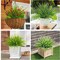 36 Pcs UV Resistant Artificial Outdoor Plants – Faux Mixed Color Plastic Monkey Grass & Greenery (14") for Front Porch, Window Boxes, Garden, Planters & Home Decor